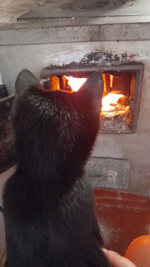 Черный котик смотрит на горящий огонь